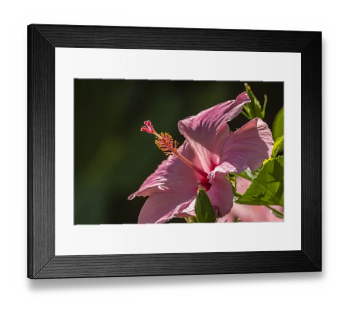 Framed Print : Caribbean, Trinidad, Asa Wright Nature Center. Hibiscus blossom close-up Framed Print : Caribbean, Trinidad, Asa Wright Nature Center. Hibiscus blossom close-up