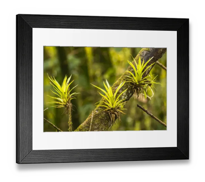 Framed Print : Caribbean, Trinidad, Asa Wright Nature Center. Bromeliads growing on tree Framed Print : Caribbean, Trinidad, Asa Wright Nature Center. Bromeliads growing on tree