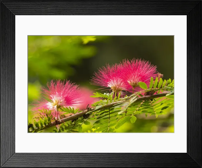 Framed Print : Caribbean, Trinidad, Asa Wright Nature Center. Mimosa blossoms close-up Framed Print : Caribbean, Trinidad, Asa Wright Nature Center. Mimosa blossoms close-up