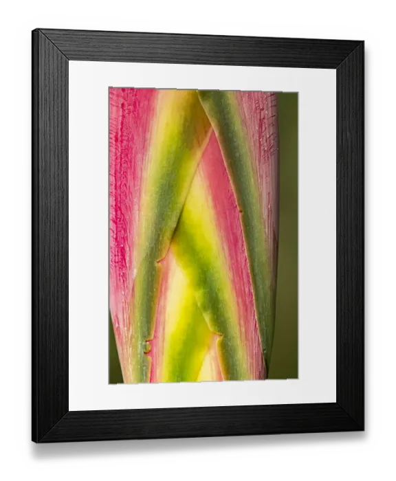 Framed Print : Caribbean, Trinidad, Asa Wright Nature Center. Heliconia plant close-up Framed Print : Caribbean, Trinidad, Asa Wright Nature Center. Heliconia plant close-up