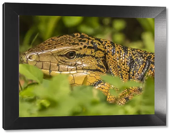 Caribbean, Trinidad, Asa Wright Nature Center. Tegu lizard close-up