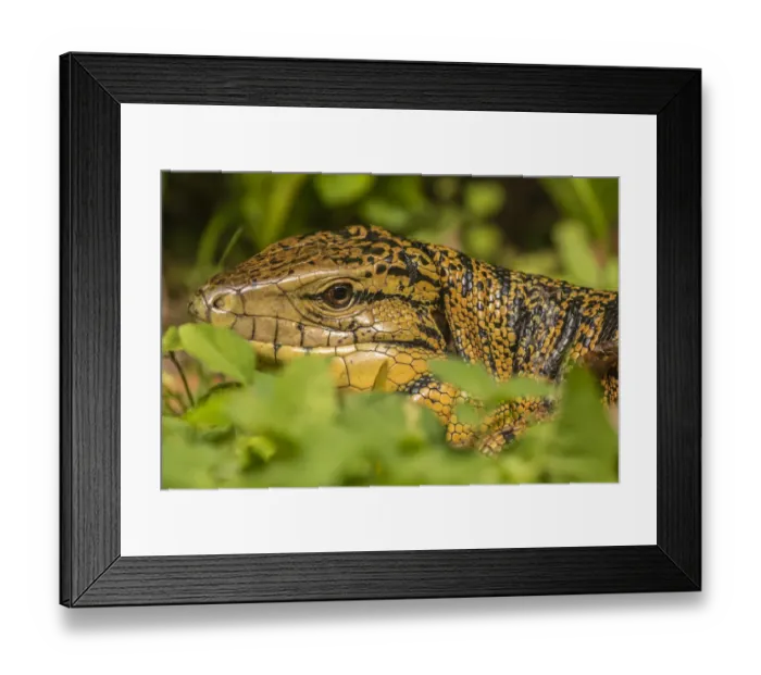 Framed Print : Caribbean, Trinidad, Asa Wright Nature Center. Tegu lizard close-up Framed Print : Caribbean, Trinidad, Asa Wright Nature Center. Tegu lizard close-up
