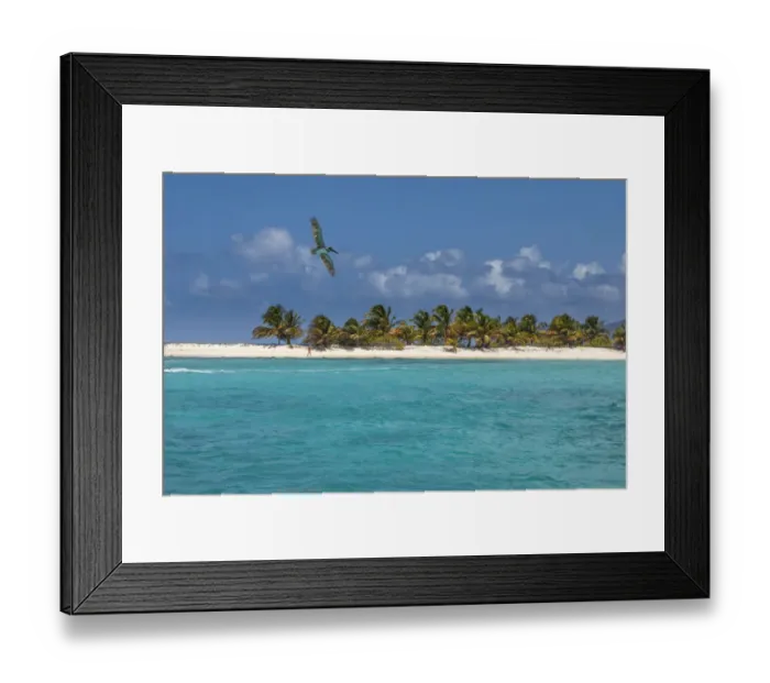 Framed Print : Caribbean, Grenada, Sandy Island. Pelican flies over ocean shore