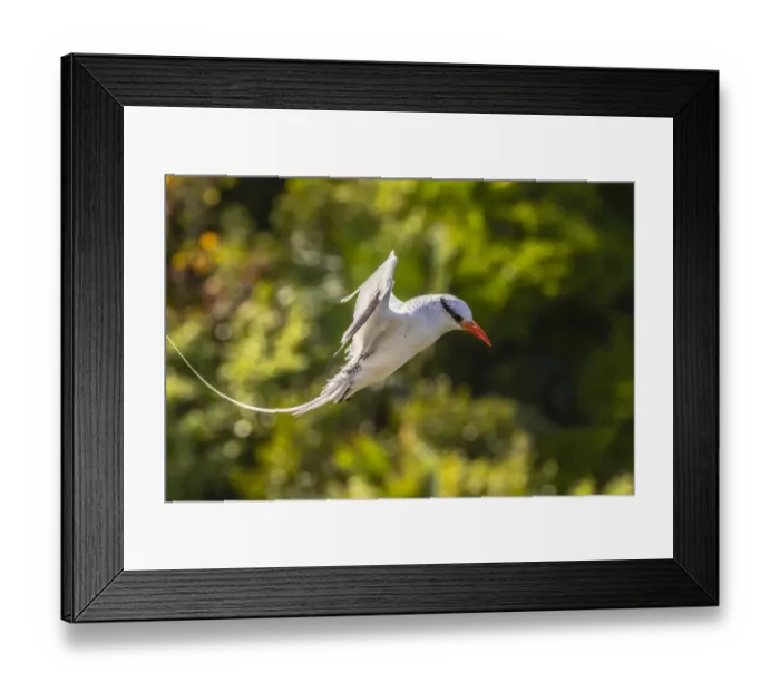 Framed Print : Caribbean, Little Tobago Island. Red-billed tropicbird in flight