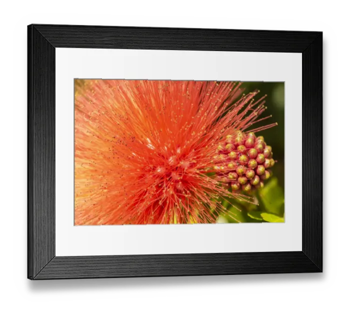 Framed Print : Caribbean, Trinidad, Asa Wright Nature Center. Mimosa blossom and buds close-up