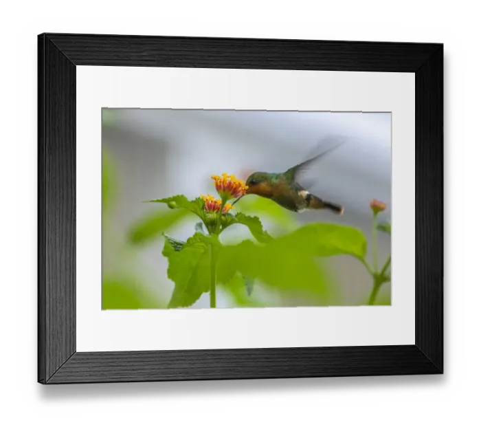 Framed Print : Caribbean, Trinidad, Asa Wright Nature Center. Female tufted coquette hummingbird feeding Framed Print : Caribbean, Trinidad, Asa Wright Nature Center. Female tufted coquette hummingbird feeding