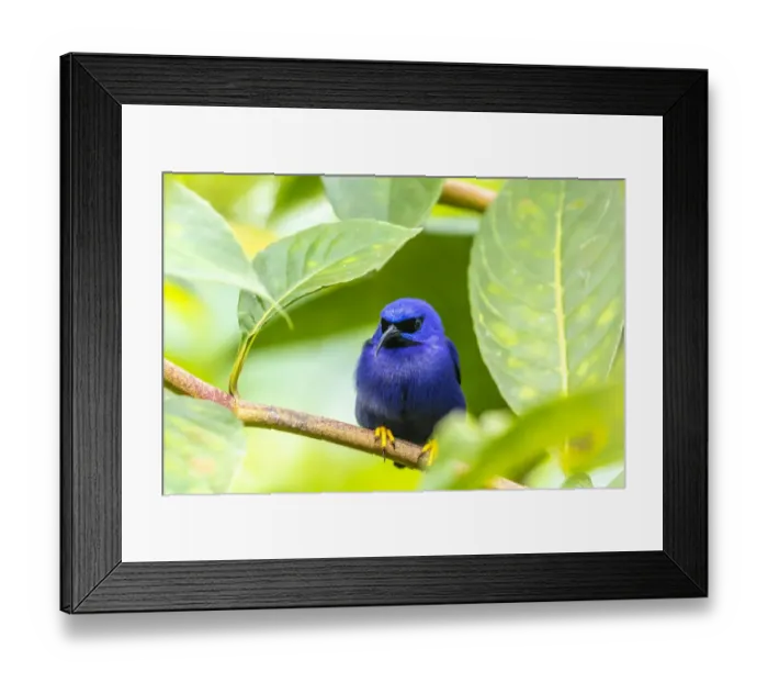 Framed Print : Caribbean, Trinidad, Asa Wright Nature Center. Male purple honeycreeper on limb Framed Print : Caribbean, Trinidad, Asa Wright Nature Center. Male purple honeycreeper on limb