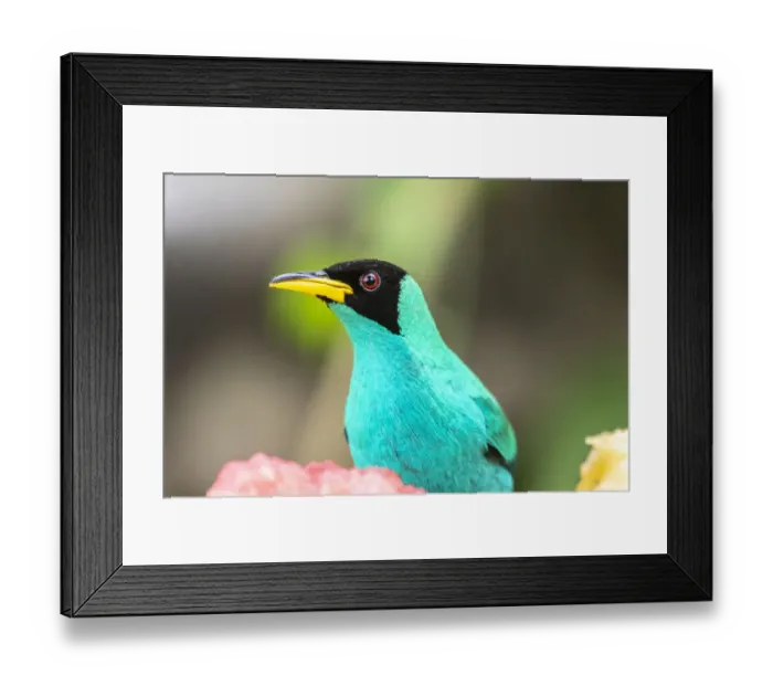 Framed Print : Caribbean, Trinidad, Asa Wright Nature Center. Male green honeycreeper bird close-up Framed Print : Caribbean, Trinidad, Asa Wright Nature Center. Male green honeycreeper bird close-up