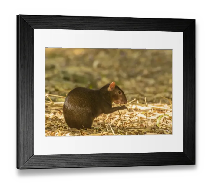 Framed Print : Caribbean, Trinidad, Asa Wright Nature Center. Agouti eating Framed Print : Caribbean, Trinidad, Asa Wright Nature Center. Agouti eating