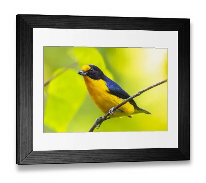 Framed Print : Caribbean, Trinidad, Asa Wright Nature Center. Euphonia bird on limb Framed Print : Caribbean, Trinidad, Asa Wright Nature Center. Euphonia bird on limb