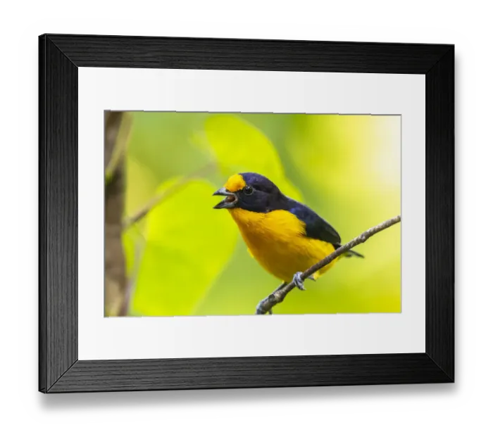 Framed Print : Caribbean, Trinidad, Asa Wright Nature Center. Euphonia bird on limb calling Framed Print : Caribbean, Trinidad, Asa Wright Nature Center. Euphonia bird on limb calling