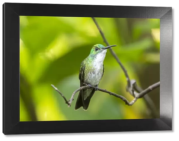 Caribbean, Trinidad, Asa Wright Nature Center. White-chested emerald hummingbird on limb
