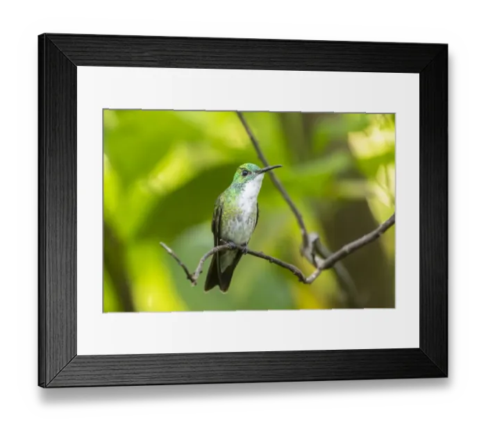 Framed Print : Caribbean, Trinidad, Asa Wright Nature Center. White-chested emerald hummingbird on limb Framed Print : Caribbean, Trinidad, Asa Wright Nature Center. White-chested emerald hummingbird on limb