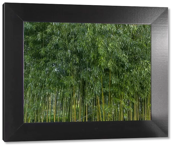 France, Giverny. Bamboo forest in Monets Garden. Credit as