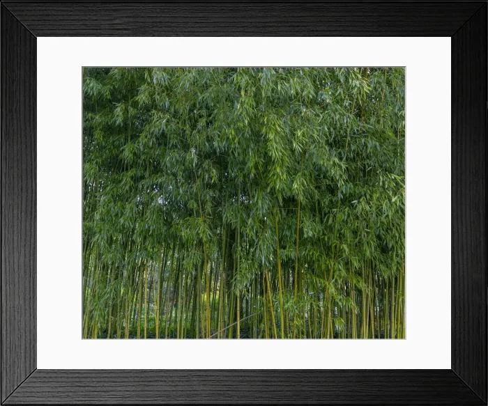 Framed Print : France, Giverny. Bamboo forest in Monets Garden. Credit as