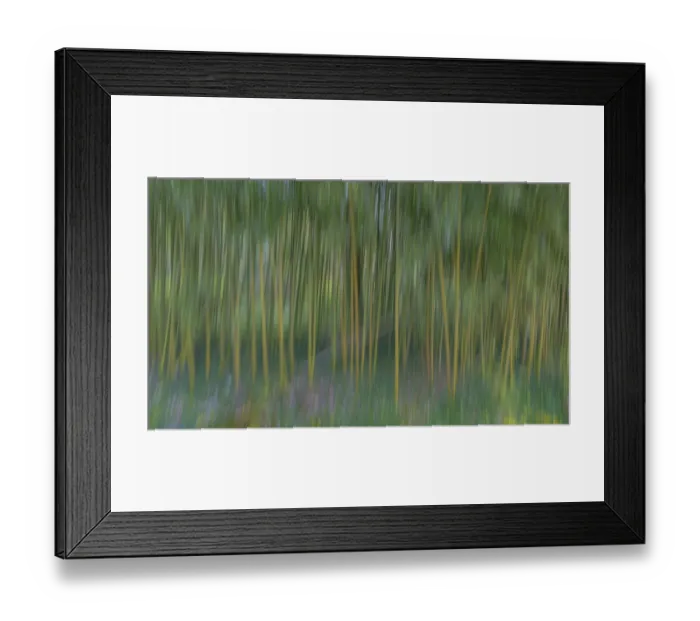 Framed Print : France, Giverny. Abstract of bamboo forest in Monets Garden Framed Print : France, Giverny. Abstract of bamboo forest in Monets Garden