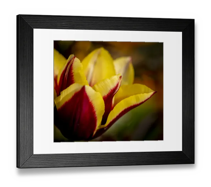 Framed Print : France, Giverny. Close-up orange and yellow tulip petals