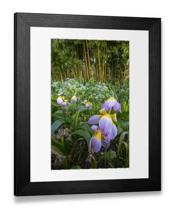 Framed Print : France, Giverny. Spring flowers and bamboo forest in Monets Garden Framed Print : France, Giverny. Spring flowers and bamboo forest in Monets Garden