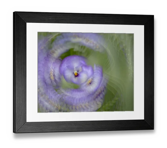 Framed Print : France, Giverny. Abstract of purple pansy. Credit as: Wendy Kaveney  /  Jaynes Gallery  / 