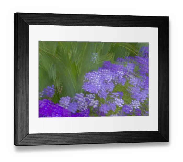 Framed Print : France, Giverny. Impression of flowers in Monets Garden Framed Print : France, Giverny. Impression of flowers in Monets Garden