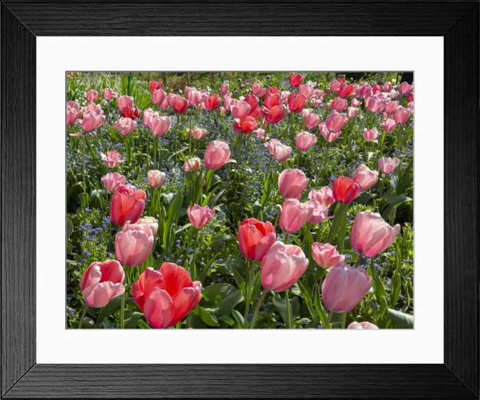 Framed Print : France, Giverny. Pink and red backlit tulips in Monets Garden Framed Print : France, Giverny. Pink and red backlit tulips in Monets Garden