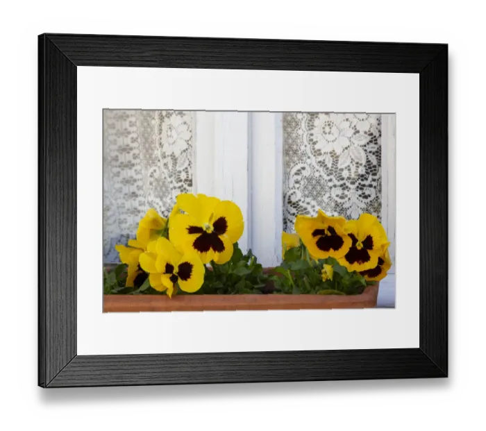 Framed Print : France, Giverny. Yellow pansies and lace curtain. Credit as