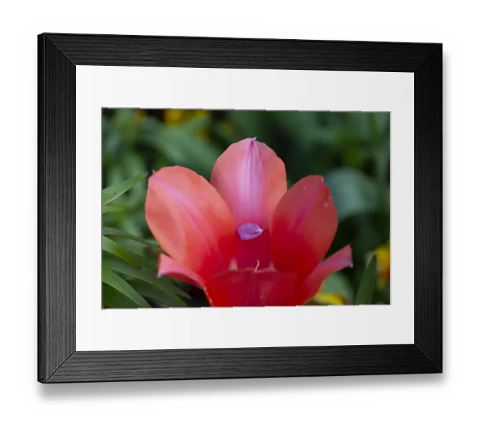 Framed Print : France, Giverny. Close-up of tiny petal inside a red tulip Framed Print : France, Giverny. Close-up of tiny petal inside a red tulip