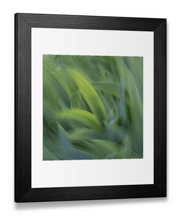 Framed Print : France, Giverny. Abstract of green leaves. Credit as: Wendy Kaveney / Jaynes Gallery / Framed Print : France, Giverny. Abstract of green leaves. Credit as: Wendy Kaveney / Jaynes Gallery /
