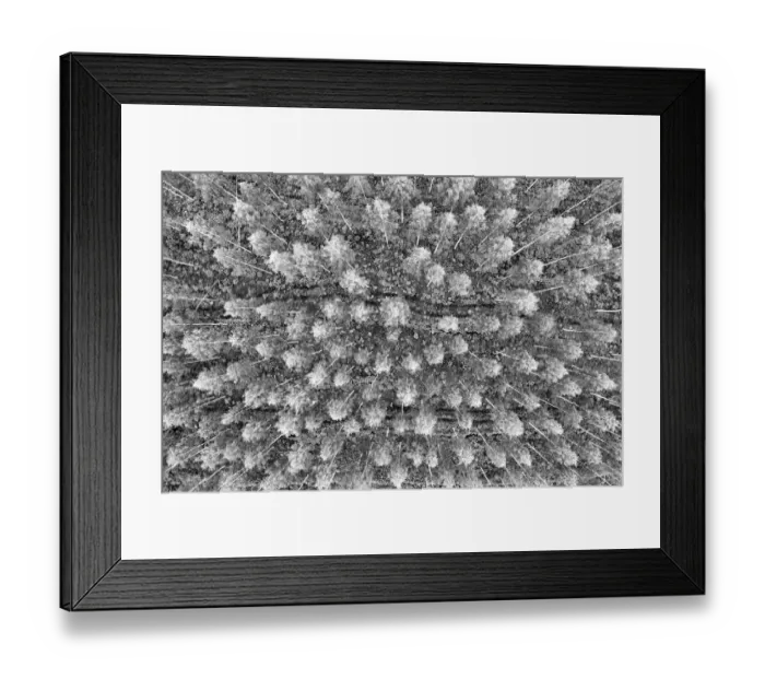 Framed Print : Finlandia, Savonlinna, forest