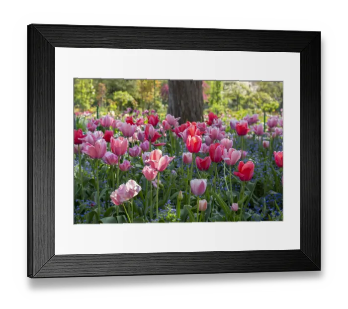 Framed Print : France, Giverny. Side lit tulips in evening light. Credit as Framed Print : France, Giverny. Side lit tulips in evening light. Credit as