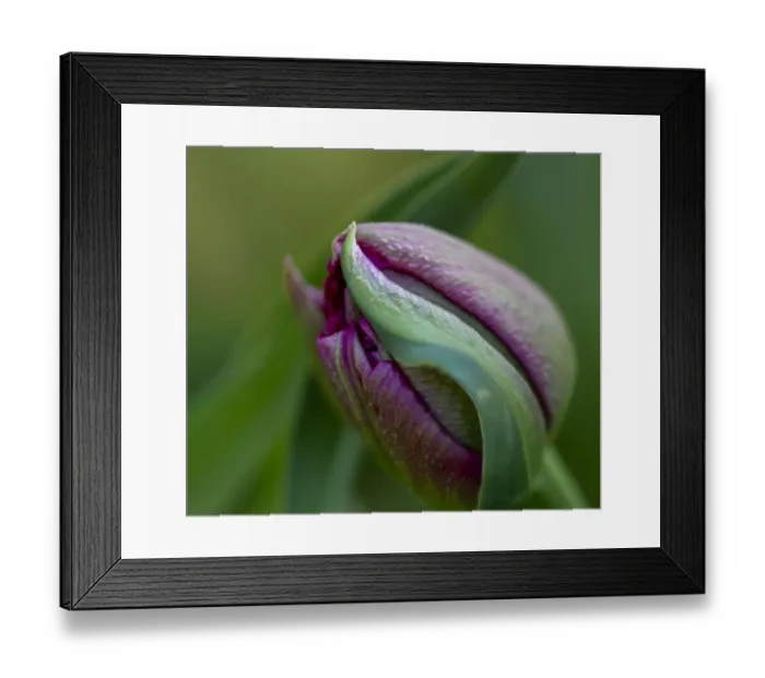 Framed Print : France, Giverny. Close-up of purple tulip bud. Credit as Framed Print : France, Giverny. Close-up of purple tulip bud. Credit as