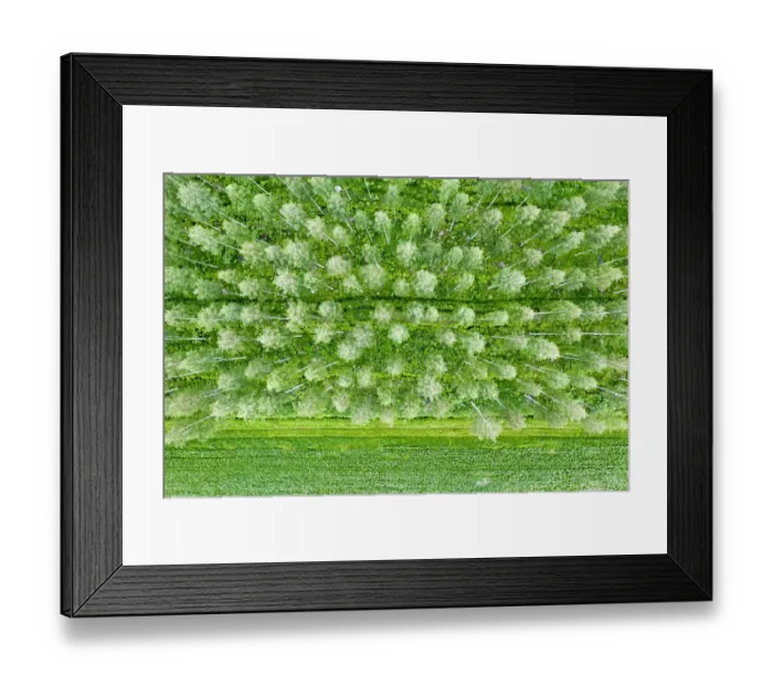 Framed Print : Finlandia, Savonlinna, forest