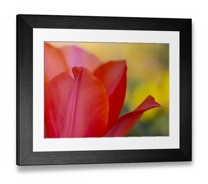 Framed Print : France, Giverny. Close-up of red tulip petals. Credit as