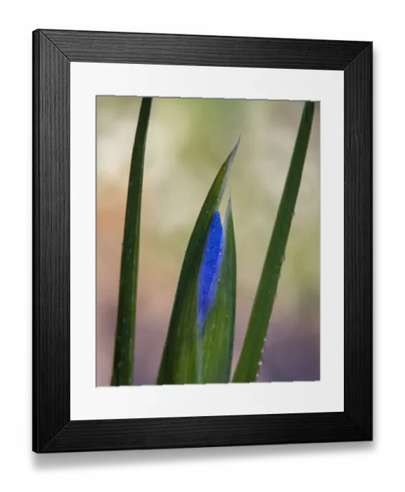 Framed Print : France, Giverny. Close-up of emerging purple iris. Credit as