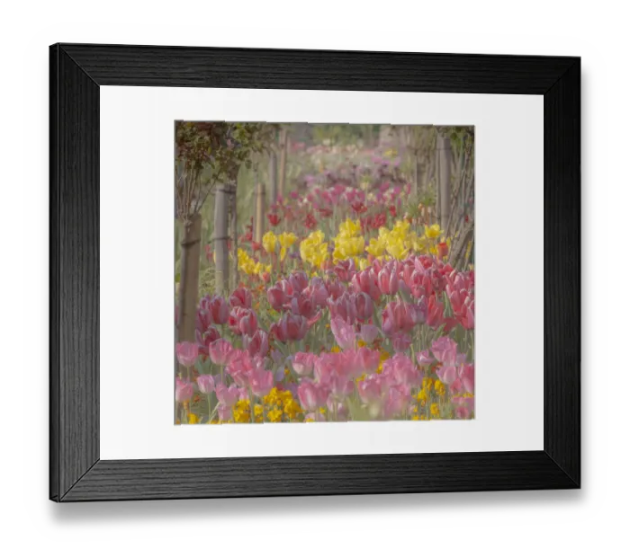 Framed Print : France, Giverny. Tulips in Monets Garden. Credit as Framed Print : France, Giverny. Tulips in Monets Garden. Credit as