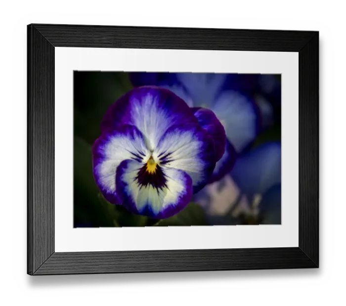 Framed Print : France, Giverny. Close-up of purple pansies. Credit as: Wendy Kaveney / Jaynes Gallery / Framed Print : France, Giverny. Close-up of purple pansies. Credit as: Wendy Kaveney / Jaynes Gallery /