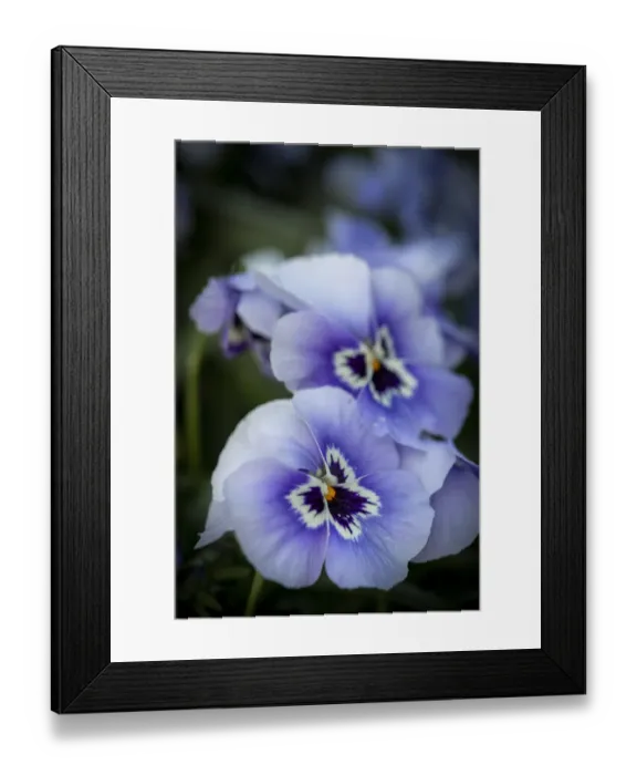 Framed Print : France, Giverny. Close-up of purple pansies. Credit as: Wendy Kaveney  /  Jaynes Gallery  / 