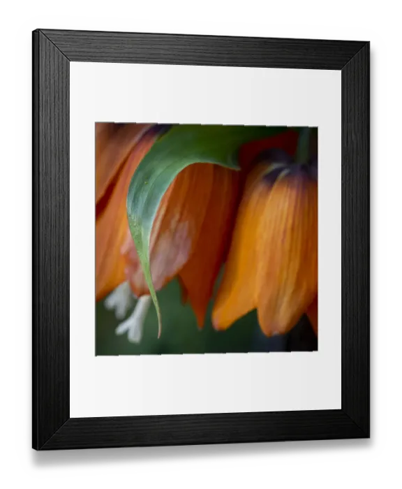 Framed Print : France, Giverny. Close-up of orange flowers in Monets Garden