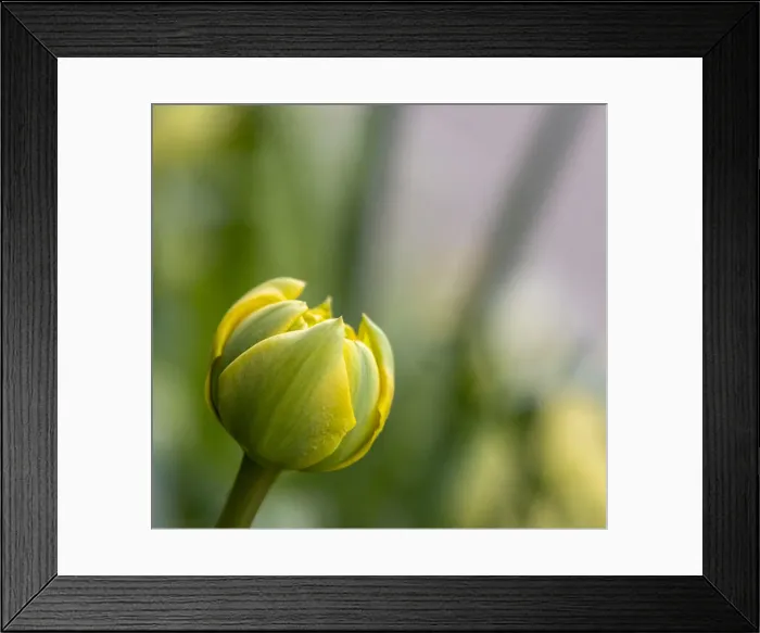 Framed Print : France, Giverny. Close-up of a yellow tulip bud in Monets Garden Framed Print : France, Giverny. Close-up of a yellow tulip bud in Monets Garden
