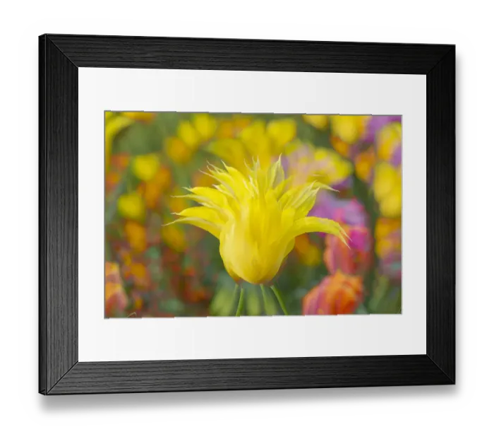 Framed Print : France, Giverny. Impression of flowers in Monets Garden Framed Print : France, Giverny. Impression of flowers in Monets Garden