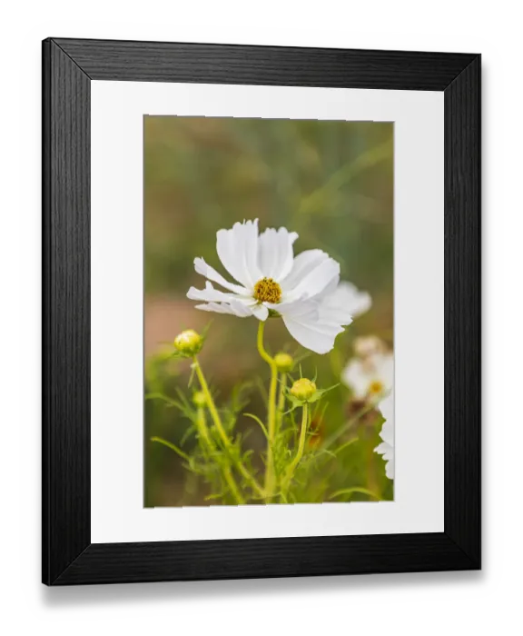 Framed Print : Europe, France, Haute-Vienne, Limoges. Flowers in a garden in Limoges