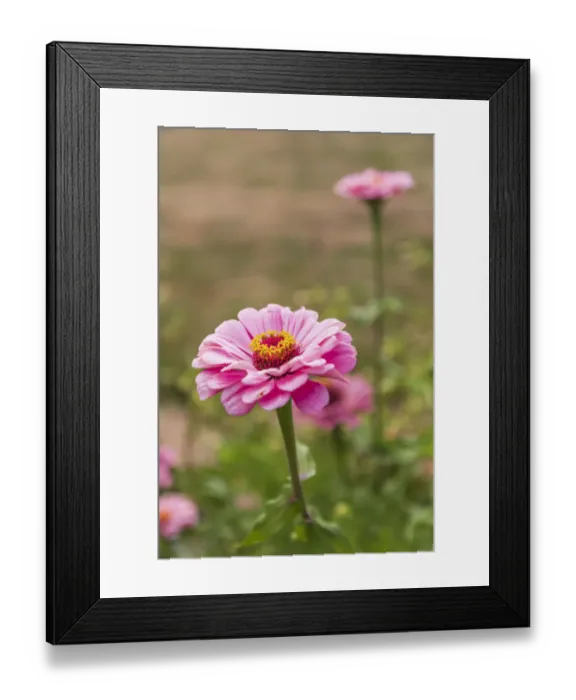 Framed Print : Europe, France, Haute-Vienne, Limoges. Flowers in a garden in Limoges Framed Print : Europe, France, Haute-Vienne, Limoges. Flowers in a garden in Limoges