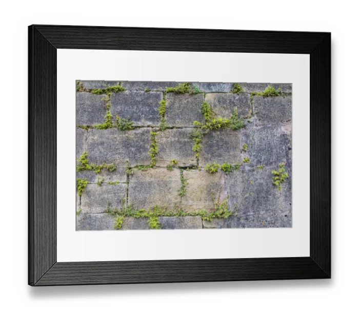 Framed Print : Europe, France, Dordogne, Hautefort. Plants growing in a stone wall in the town of Framed Print : Europe, France, Dordogne, Hautefort. Plants growing in a stone wall in the town of