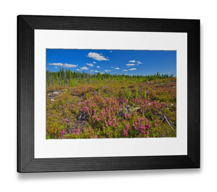 Framed Print : Canada, Quebec, Chibougamau. Bog laurel blossoms in burnt over forest Framed Print : Canada, Quebec, Chibougamau. Bog laurel blossoms in burnt over forest