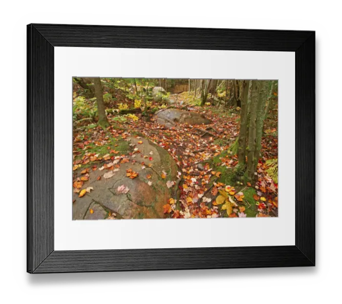 Framed Print : Canada, Ontario, Killarney Provincial Park, Granite Ridge Trail Park