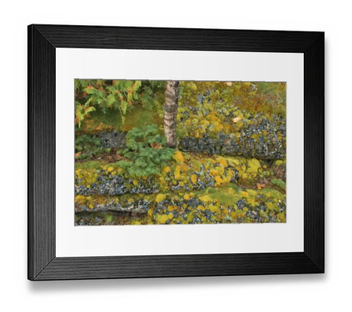 Framed Print : Canada, Ontario, Bruce Peninsula National Park. Birch tree and moss on limestone rock Framed Print : Canada, Ontario, Bruce Peninsula National Park. Birch tree and moss on limestone rock