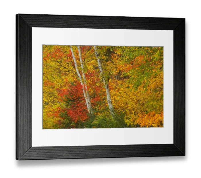 Framed Print : Canada, Quebec, La Mauricie National Park. Autumn forest colors Framed Print : Canada, Quebec, La Mauricie National Park. Autumn forest colors