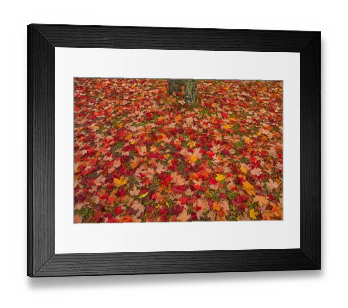 Framed Print : Canada, Quebec, Rimouski. Sugar maple leaves and tree trunk