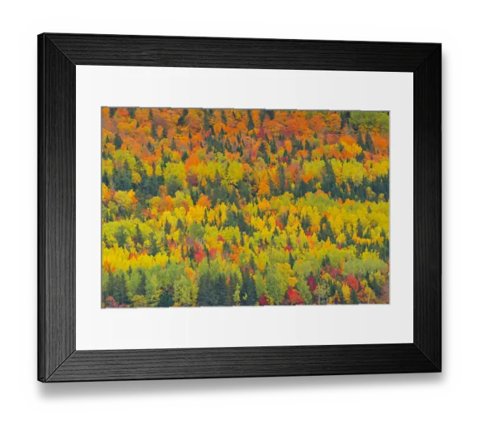Framed Print : Canada, Quebec, Saint Pacome. Autumn forest colors in Notre Dame Mountains