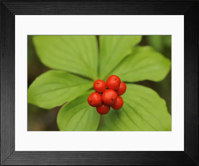 Framed Print : Canada, Quebec, Riviere-au-Tonnerre. Bunchberry fruit and leaves close-up Framed Print : Canada, Quebec, Riviere-au-Tonnerre. Bunchberry fruit and leaves close-up